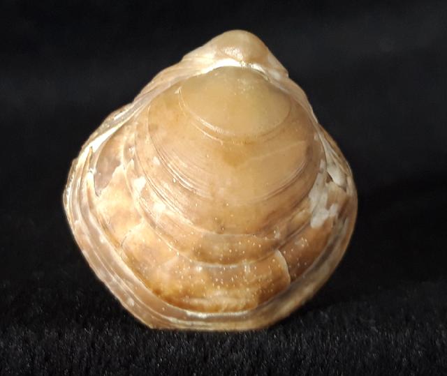 Carneithyris carnea SOWERBY 1812 - Bild &copy; FossNet FossilienStore